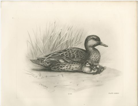 Duck and Young, Antique Bird Print after Lilian Medland, circa 1909, view 2