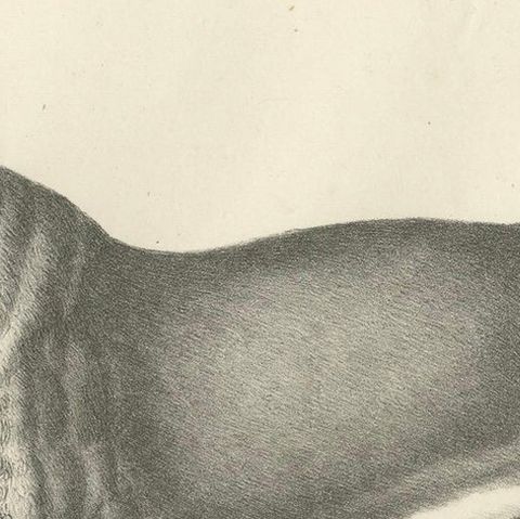 19th-Century Lithograph of the Barbary Lioness in a Powerful Standing Pose, close-up 6