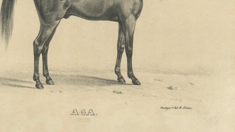 Antique Arabian Horse Lithograph “Aga” by August Jäger, 1846, close-up 3