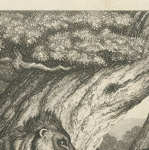 Original Antique Print of a Lion and Donkey hunting, close-up 1