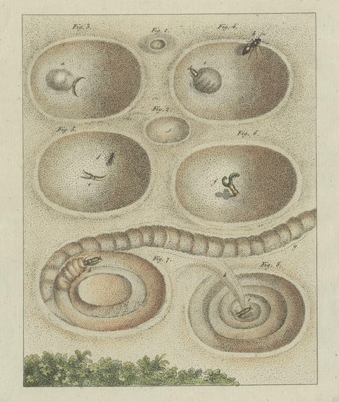 Antique Print of a Lion Ant creating a Funnel Shaped Trap in Sand, close-up 1