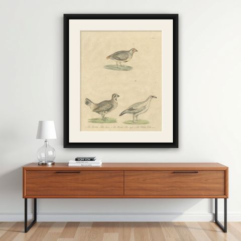 Antique Game Birds Lithograph by Karl Joseph Brodtmann, 1816, shown framed on a wall