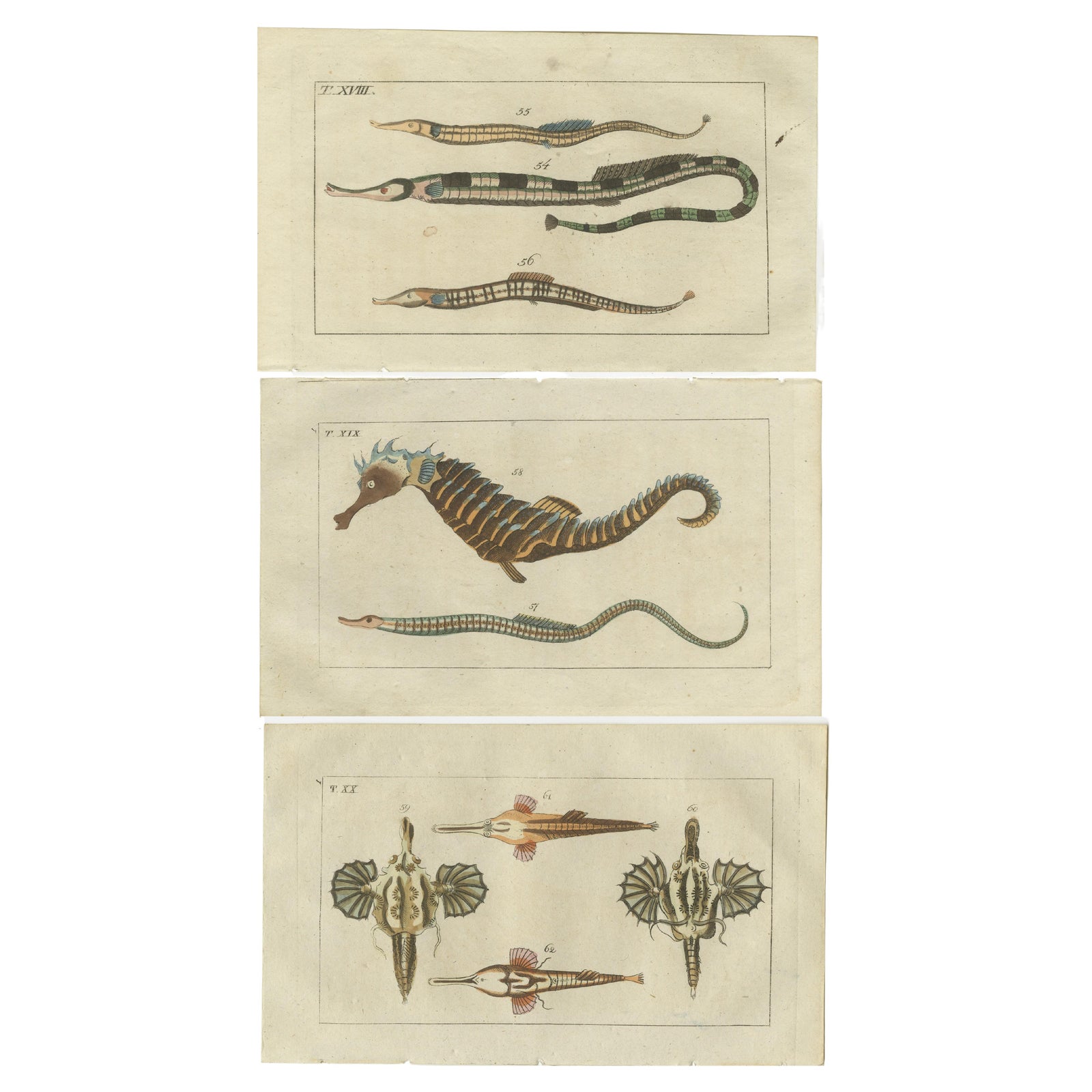 Set of 3 Antique Fish Prints - Short Dragonfish - Pipefish - Seahorse