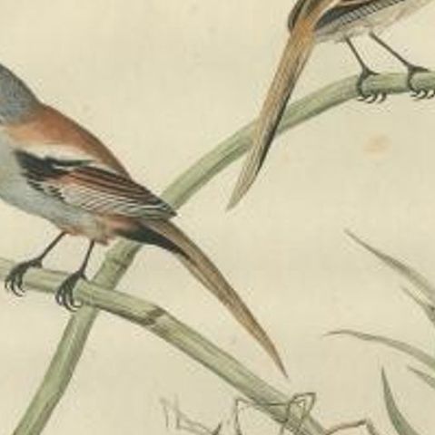 Antique Bird Print of The Reedling by Sepp & Nozeman, 1770, close-up 2