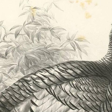 Antique Bird Print of Mexican Turkey, Lithograph, Circa 1868, Rare, close-up 1