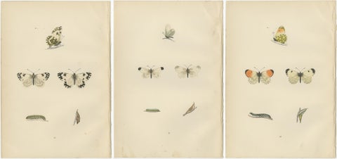 Metamorphosis in Repose: A Trio of Butterfly Lifecycles, view 5