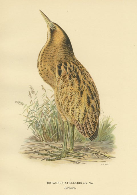 Antique Bird Print of the Eurasian Bittern by Von Wright '1929', view 2