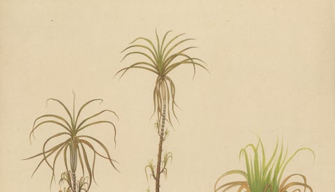 Antique Sugarcane Botanical Chromolithograph, Teboe Cheribon, Java 1892, close-up 3