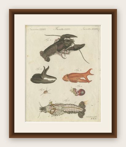Original Antique Anatomical Print of a European Crayfish by Bertuch, c.1800, shown framed