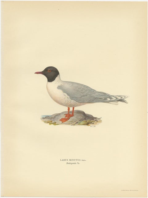 Antique Bird Print of the Little Gull, Published in Sweden in 1929, view 4