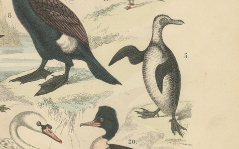 Water Birds Print: Swan, Pelican, Cormorant, Ducks, Antique 1867, close-up 1