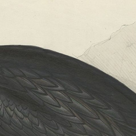 Antique Bird Print of the Great Cormorant or Black Shag, 1832, close-up 1