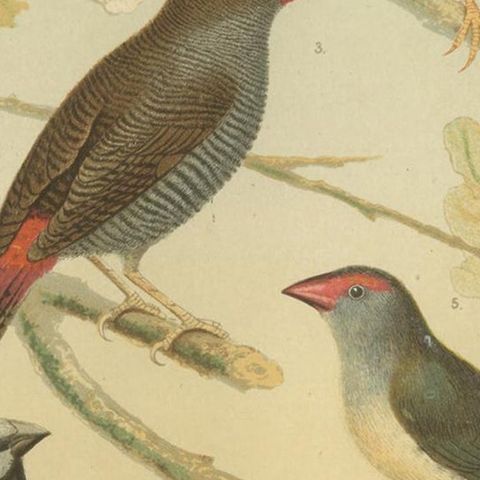 Antique Bird Print of the Green Singing Finch, Grey Singing Finch and Others, close-up 2