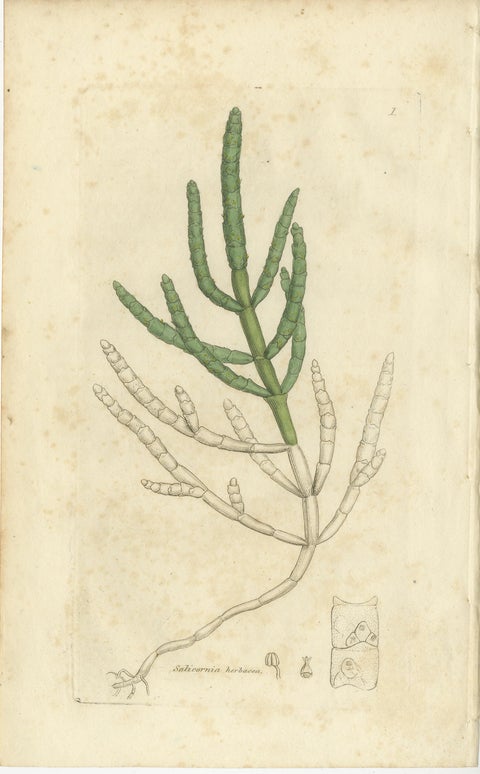 Eight Antique Botanical Plates: Glasswort, Horsetail, Privet & More, c.1830, view 2