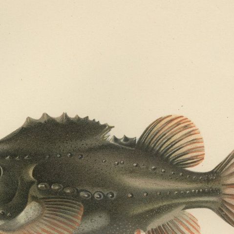 Lumpsucker - Distinctive Hand-Coloured Scandinavian Fish Lithograph, 1895, close-up 5