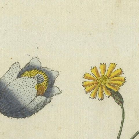 Botanical Print: Papaver and Hieracium Species from a Natural History Collection, close-up 3