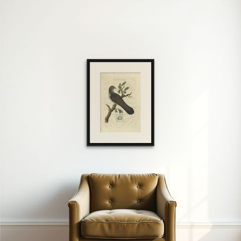 Antique Hand-Coloured Bird Print of the Common Cuckoo, 1789, shown framed on a wall