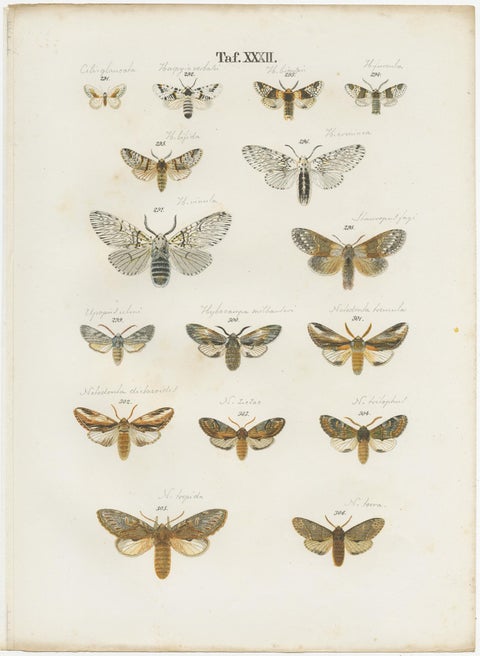 Set of 5 Antique Prints of Various Butterflies and Moths by Ramann, circa 1870, view 2