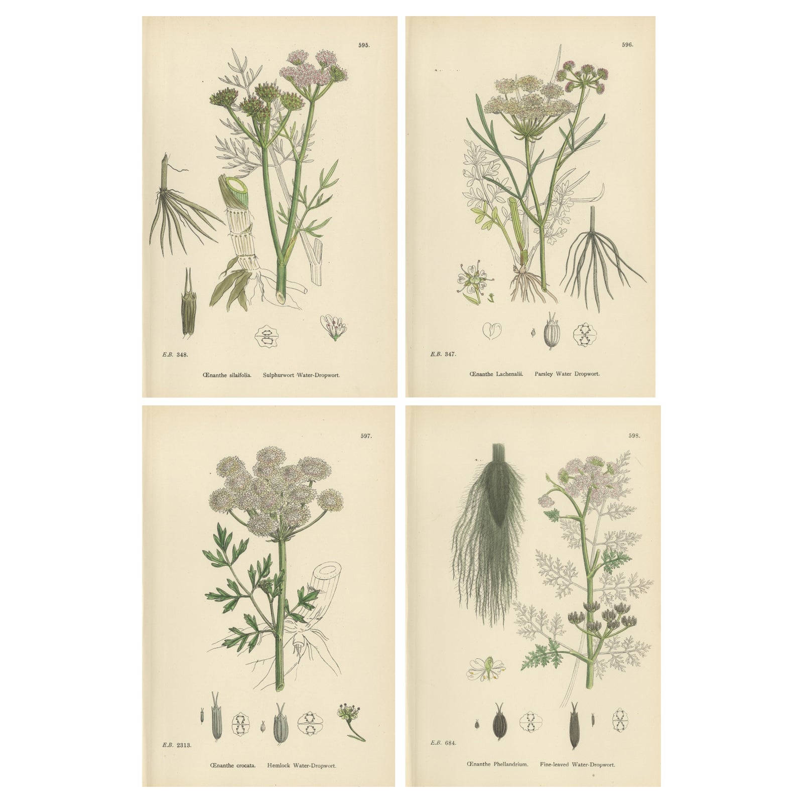Antique English Botanical Prints, Water-Dropwort Studies for Elegant Interiors