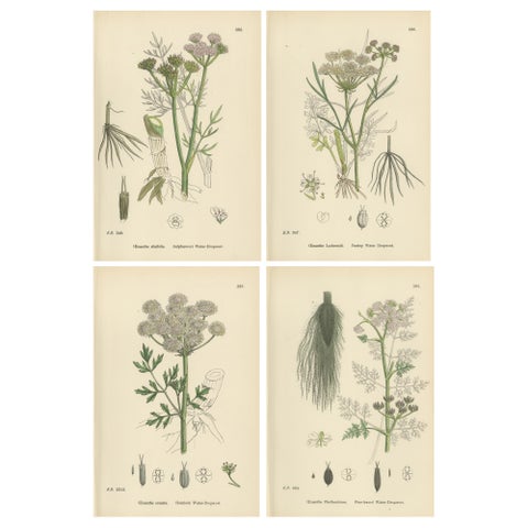 Antique English Botanical Prints, Water-Dropwort Studies for Elegant Interiors