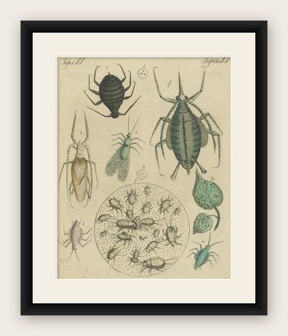 Antique Handcolored Engraving of Aphids and Related Small Insects, c.1800, shown framed