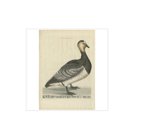 Anas, Brenta, Barnacle Goose from Nederlandsche Vogelen, 1797, view 2
