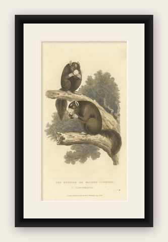 Antique Print with Hand Coloring of a Masked Squirrel, shown framed