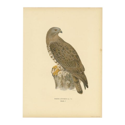 Antique Bird Print of the Honey Buzzard, 1929