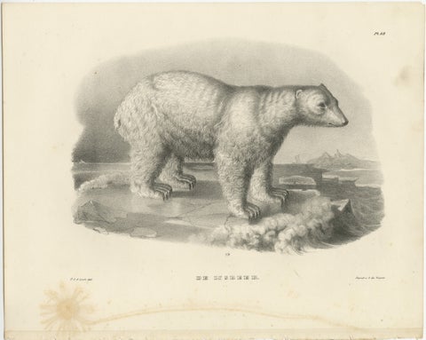 The Polar Bear from 'The Mammals' Natural History Lithographs, Published in 1836, view 2