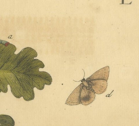 English Moths and Caterpillars on Oak & Bramble, Antique Insect Engraving, 1720, view 4