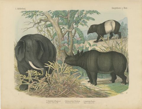 Antique Elephant and Rhinoceros Print with Tapir, Kolb Mammals, circa 1890