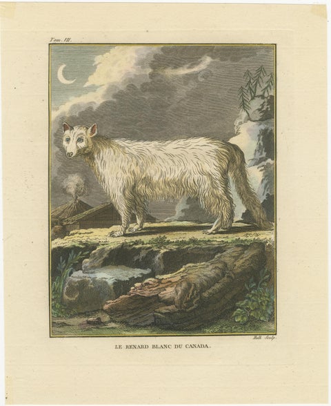 The White Fox of Canada, Elegant Arctic Wildlife Engraving Under Moonlight 1801, view 2