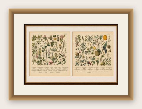 German Botanical Plates, Exotic Plants & Fruit Trees, Stuttgart c.1890, shown framed