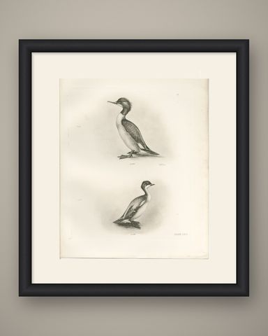 The Goosander and Smew, Antique Photogravure after Lilian Medland, circa 1908, shown framed