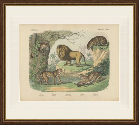 Antique Lion, Jaguar, Leopard and Cheetah Print, Big Cats by Kolb, circa 1890, shown framed
