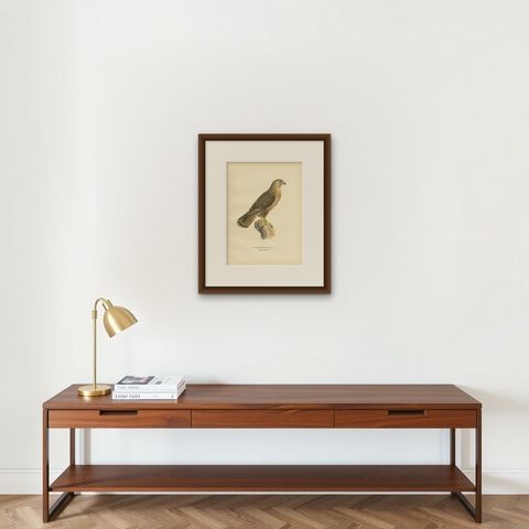 Antique Bird Print of a Female Buzzard by Von Wright, '1929', shown framed on a wall