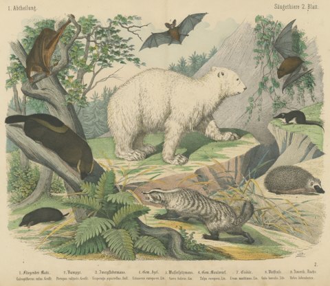 Antique Polar Bear Print with Bats, Hedgehog and Wolverine, Kolb, circa 1890