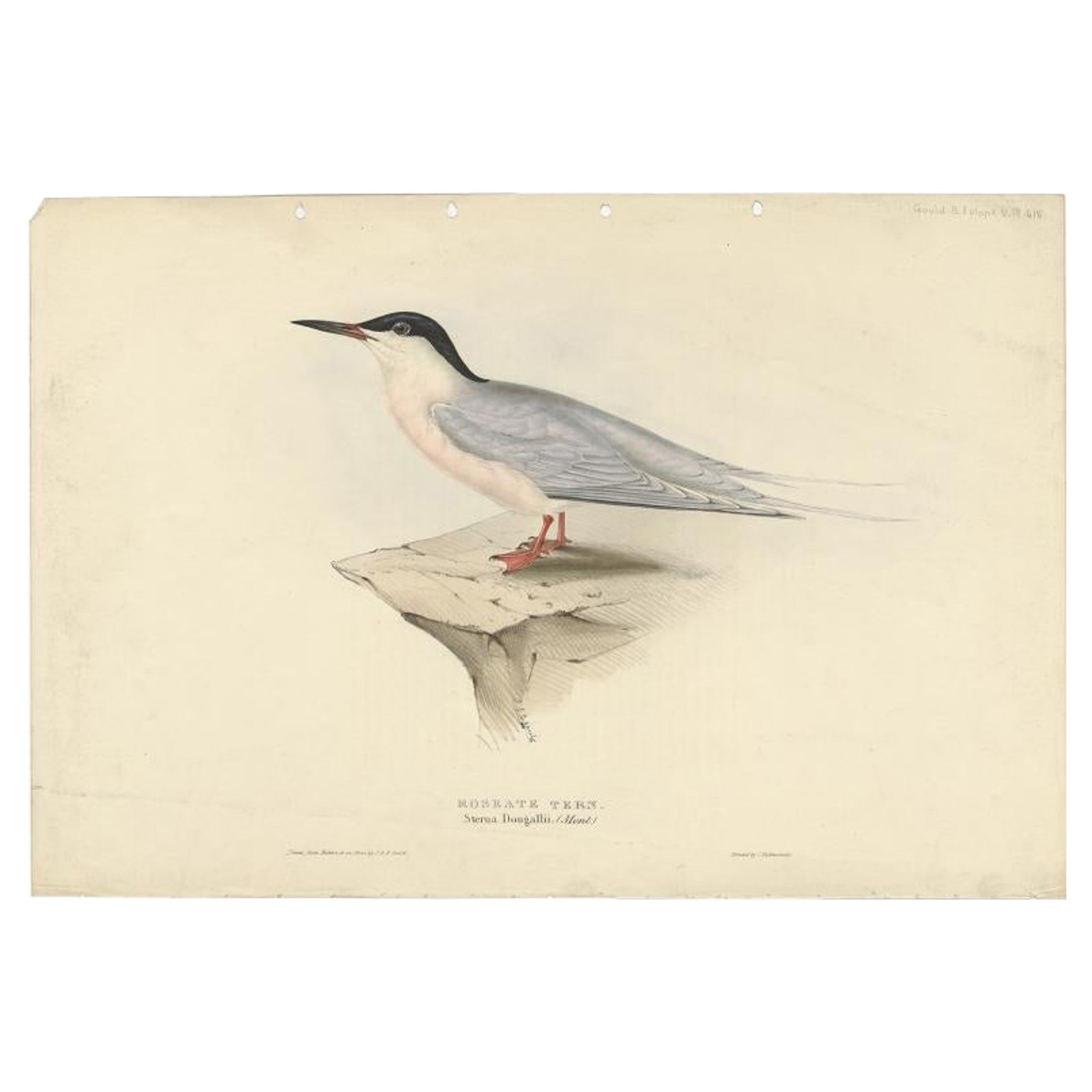 Antique Bird Print of The Roseate Tern by Gould, 1832
