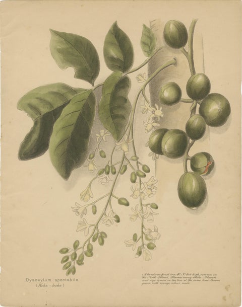 New Zealand Native Plants & Fruits, Set of Three Botanical Lithographs, 1890, view 2
