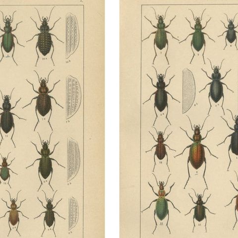 Decorative Antique Beetle Prints, European Coleoptera Plates, Entomology 1893, close-up 1