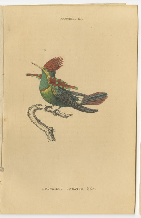 Set of 8 Antique Bird Prints, Violet-Tufted Hummingbird, by Jardine '1837', view 4