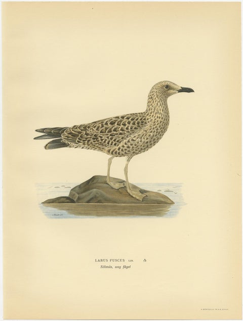Antique Bird Print of the Lesser Black-Backed Gull by Von Wright, view 4