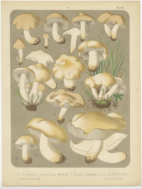 Set of 6 Antique Mycology Prints of Various Fungi by Barla, circa 1890, view 2