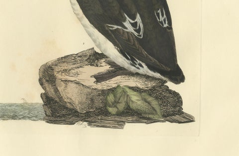 The Little Auk - A Life Seize Study Engraved in Seasonal Plumage by Selby, 1826, close-up 2