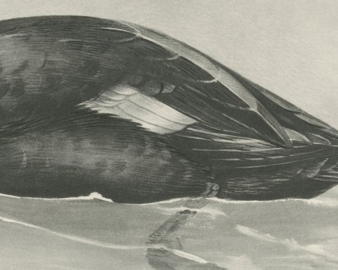 Velvet Scoter Drake Swimming, Plate CXC after Lilian Medland, c. 1909, close-up 2