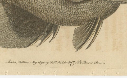 Long-Nosed Surgeonfish, Antique Hand-Colored Fish Engraving, Nodder c.1794, view 4