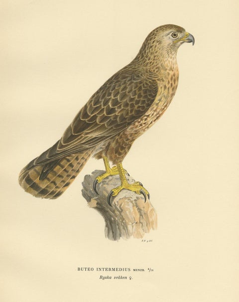 Antique Bird Print of a Female Buzzard by Von Wright, '1929', view 3