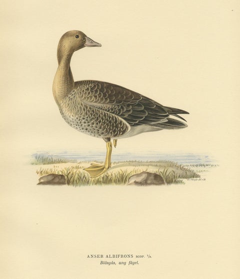 Antique Bird Print of the Female White-Fronted Goose by Von Wright '1929', view 2