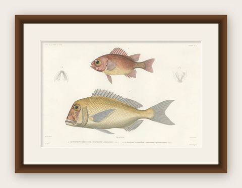 Hand-Colored Print of Soldierfish and Bluefin Seabream, Paris 1846, shown framed