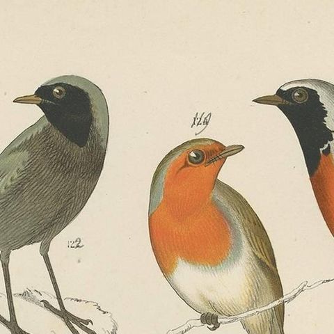 Antique Bird Print of the Robin, Blue Throat and European Stonechat (1886), close-up 1